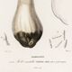 Poster about the Bordeaux cep mushroom, based on an old engraving from 1849.