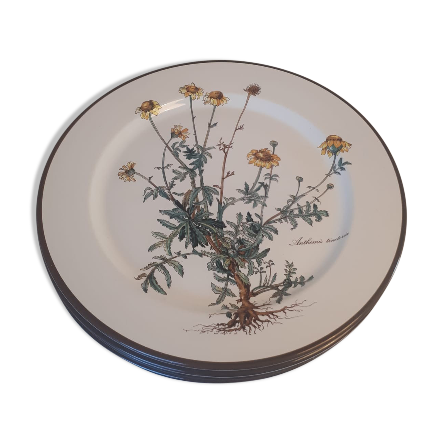 Lot of 4 flat plates "Anthemis" from the service "Botanica" of Boch