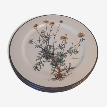 Lot of 4 flat plates "Anthemis" from the service "Botanica" of Boch
