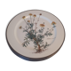 Lot of 4 flat plates "Anthemis" from the service "Botanica" of Boch