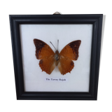 Naturalized butterfly frame