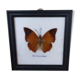 Naturalized butterfly frame