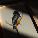 Trogon surrucua - A5