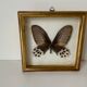 Set of 3 butterfly frames