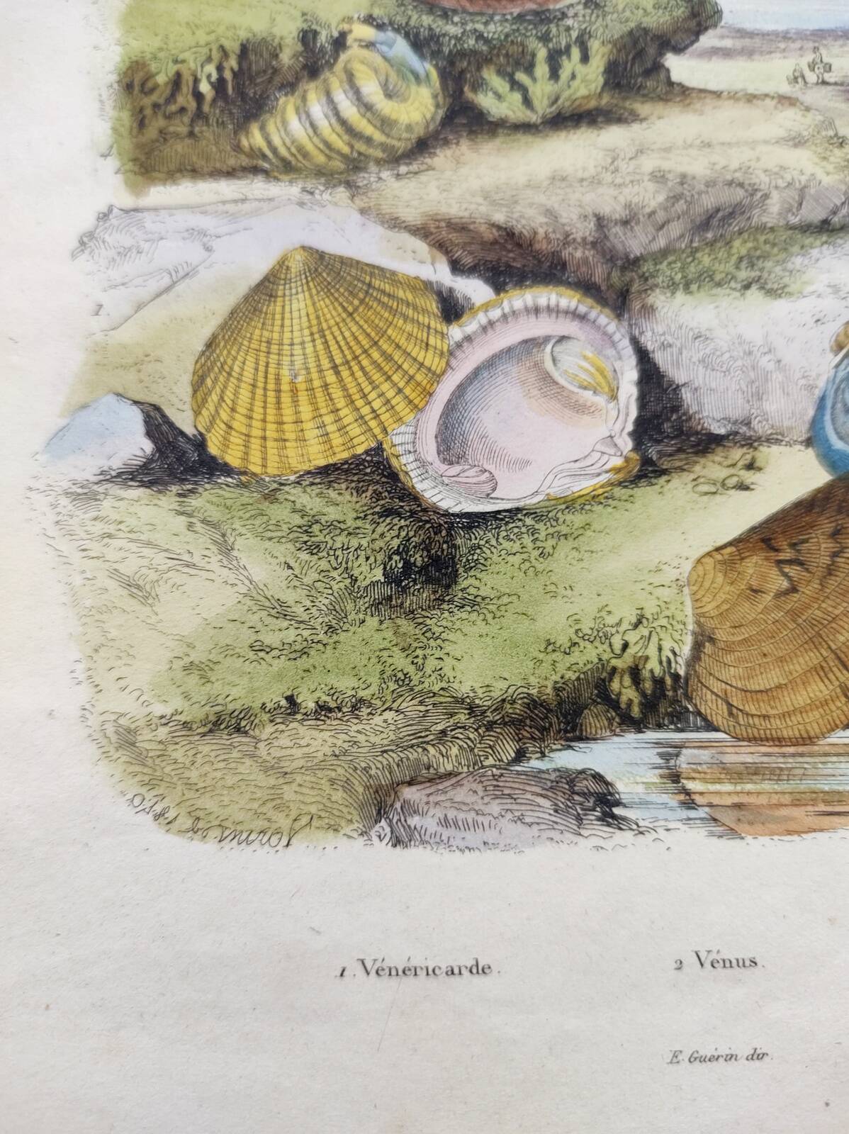 Old engraving from 1838 - Venericard shell - Original zoological and maritime plate