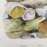Old engraving from 1838 - Venericard shell - Original zoological and maritime plate