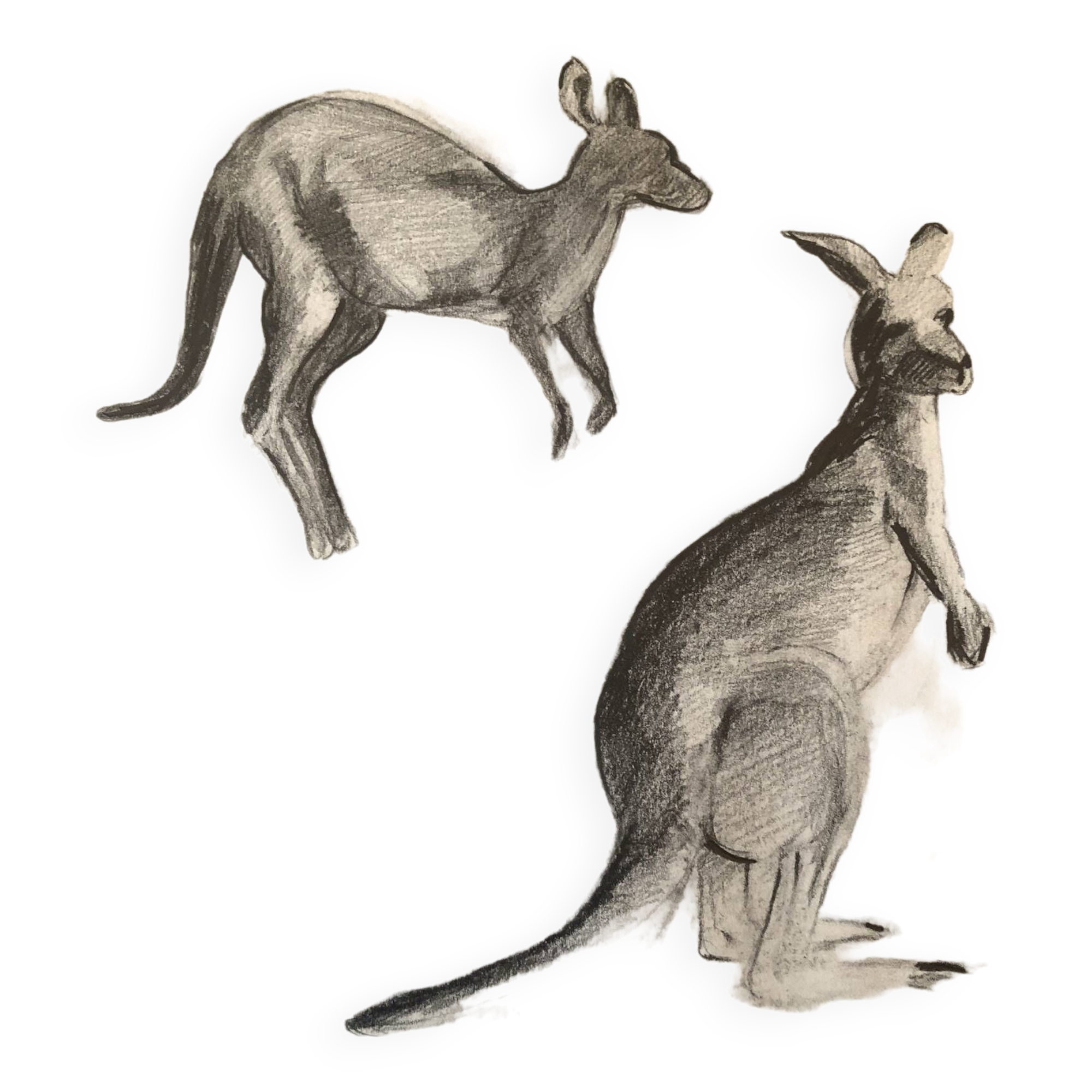 Drawing Kangaroos