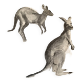 Drawing Kangaroos