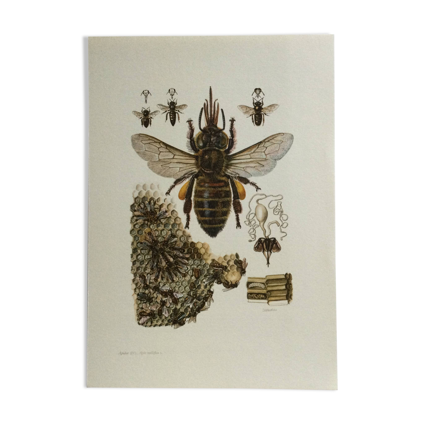 Antique illustration "insects", 1960s