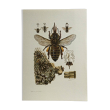 Illustration ancienne "insectes", années 60