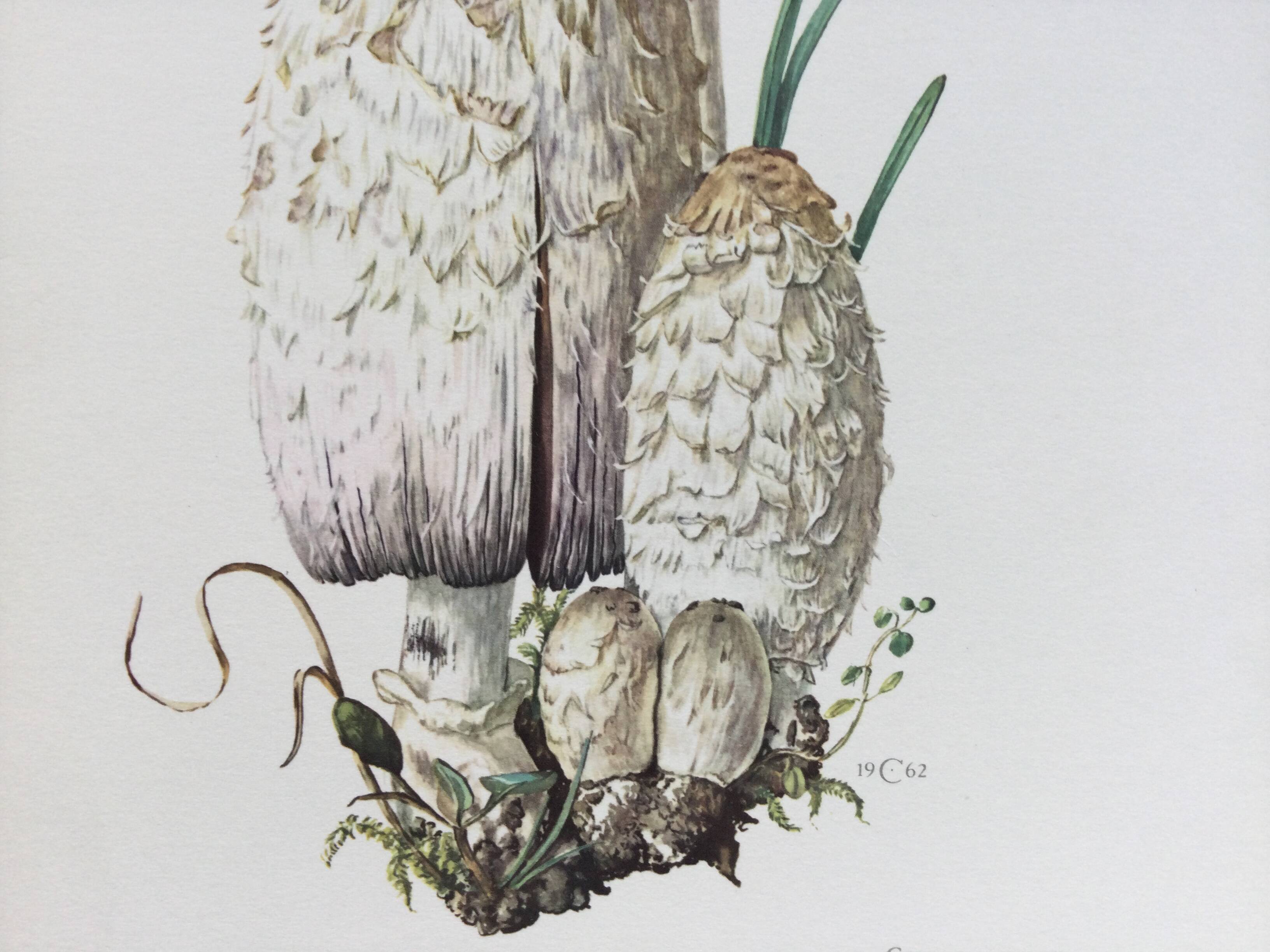 Illustration botanique Champignons Coprinus Impression Vintage des années 60