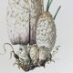 Illustration botanique Champignons Coprinus Impression Vintage des années 60
