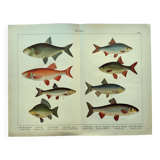 1898 Engraving - Fish - Bream and Rudd. Vintage Lithograph