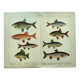 1898 Engraving - Fish - Bream and Rudd. Vintage Lithograph