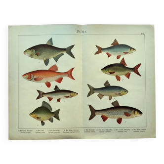 Gravure de 1898 - Poissons - Brème et rotengle. Lithographie Vintage