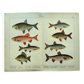 1898 Engraving - Fish - Bream and Rudd. Vintage Lithograph