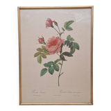 Lithographie PJ Redouté Rosier Turbiné sans épines