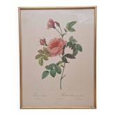 Lithograph PJ Redouté Turbine Rose without Thorns