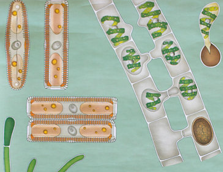 Poster from Jung-Koch-Quentell "seaweed" 1974