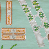 Affiche de Jung-Koch-Quentell "algue" 1974