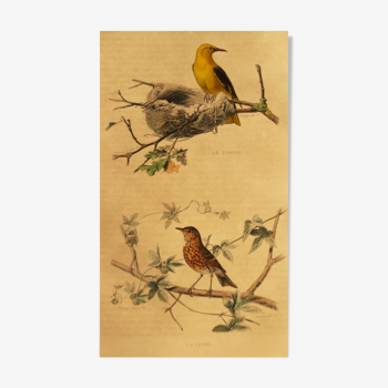 Ornithological board of 1838