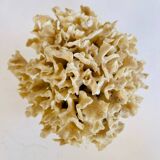 Corail