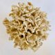 Corail