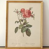 Pink lithograph Redouté