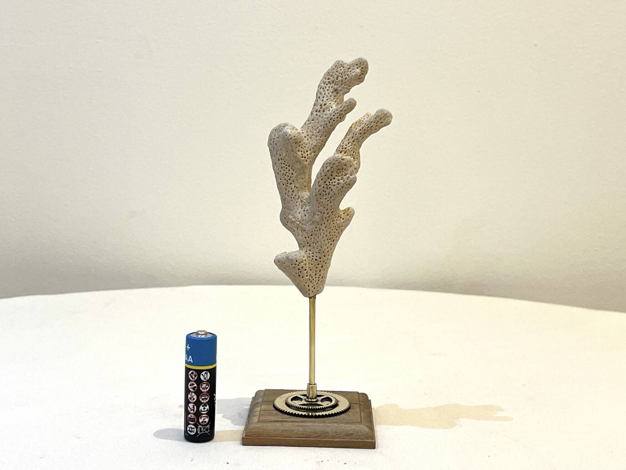 Branch of old natural white coral on wooden base cabinet of curiosities