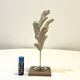 Branch of old natural white coral on wooden base cabinet of curiosities
