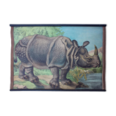 Affiche éducative, rhino, lithographie, Karl Jansky, Böhmen, 1897