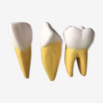 Modèle dentaire grand taille 3 dent