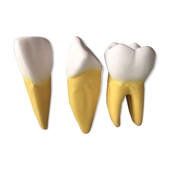 Large size dental model 3 tooth
