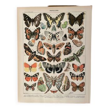 Lithographie sur les papillons d'Europe - 1900
