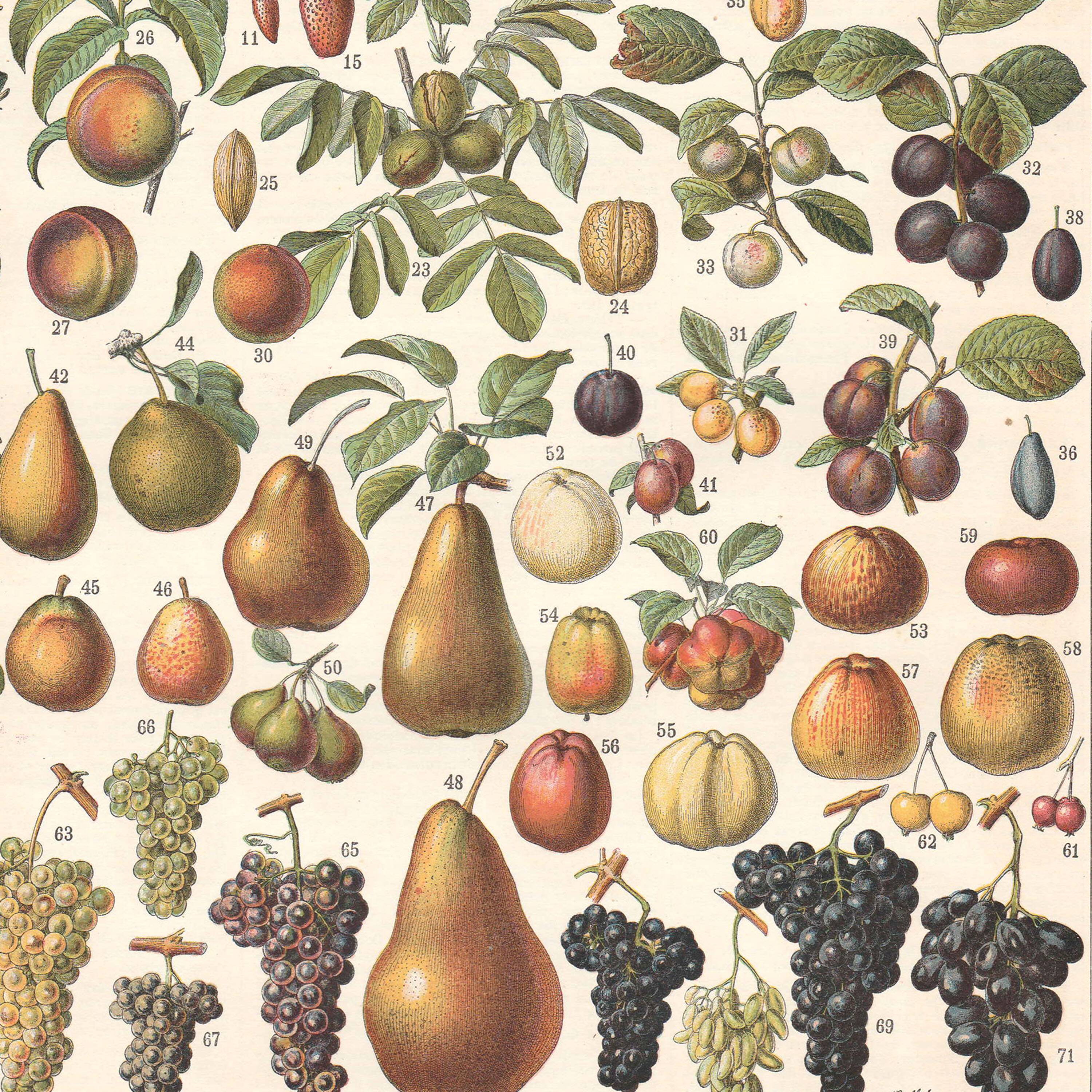 Old plate on fruits 1897