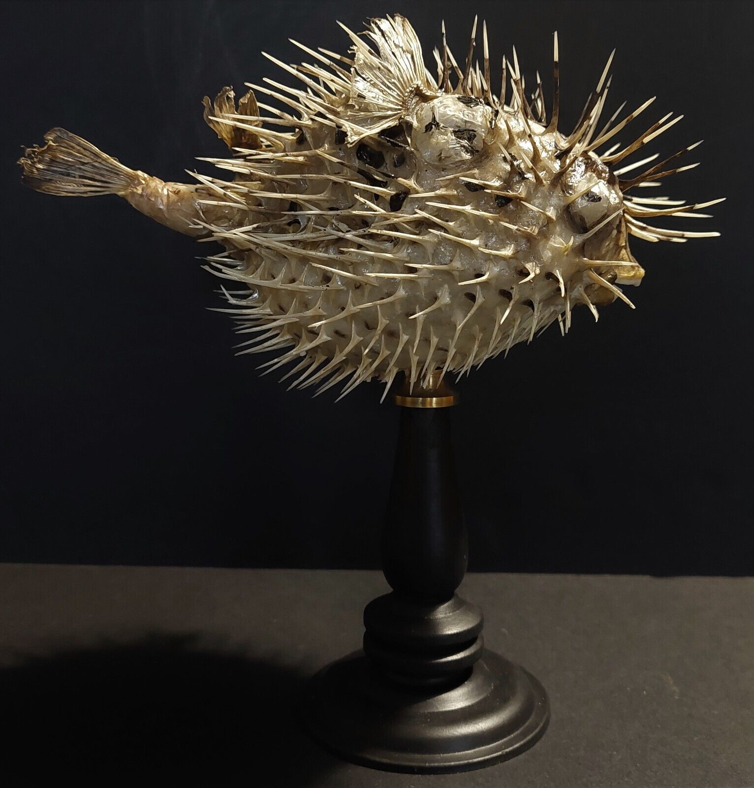 Cabinet of Curiosities naturalized fish diodon holocanthus on base