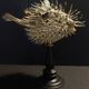 Cabinet of Curiosities naturalized fish diodon holocanthus on base