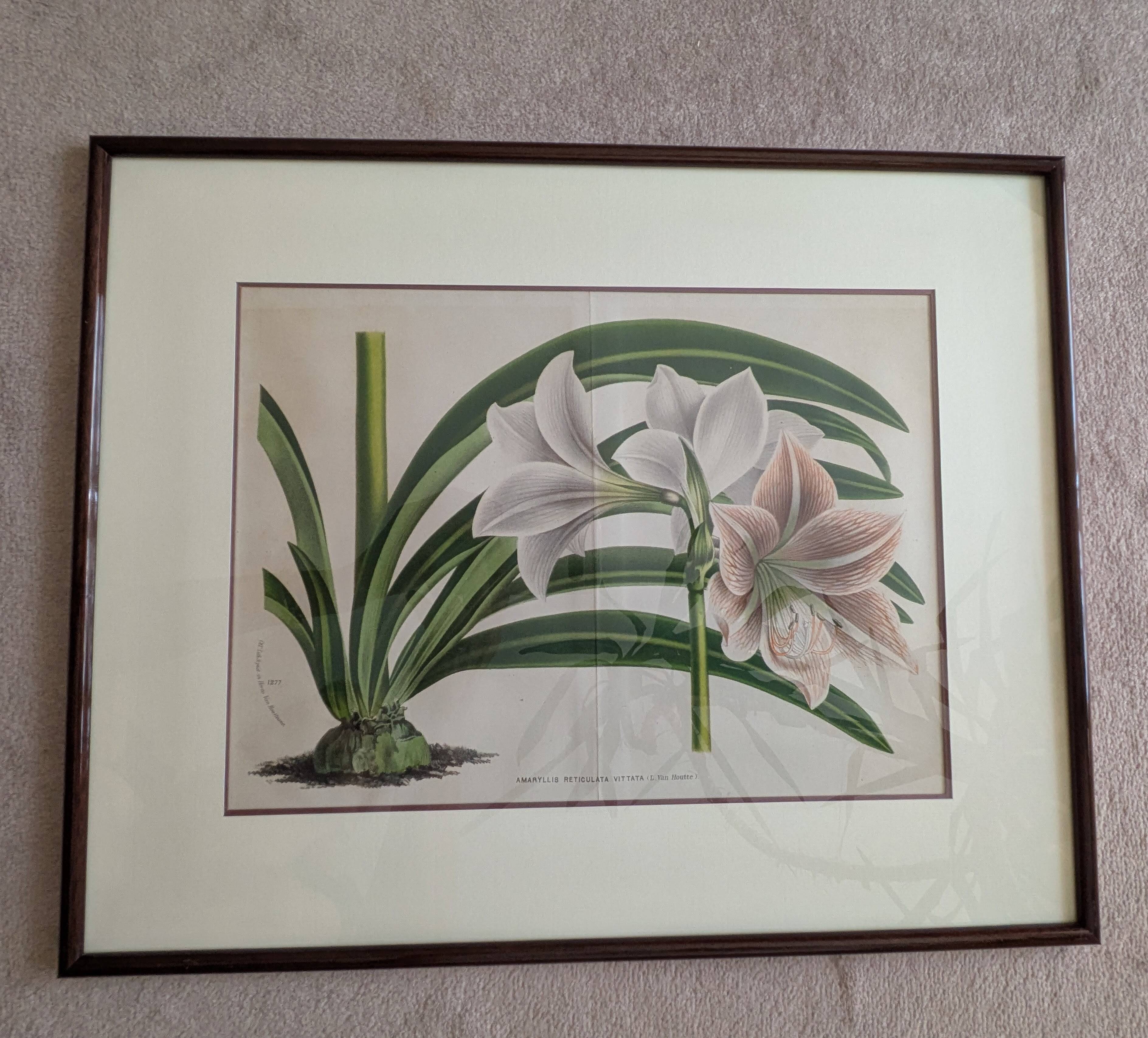 Vintage Framed Botanical Engraving