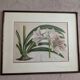 Vintage Framed Botanical Engraving