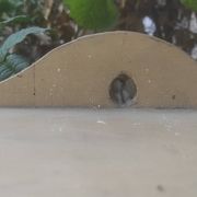 Glass shelf