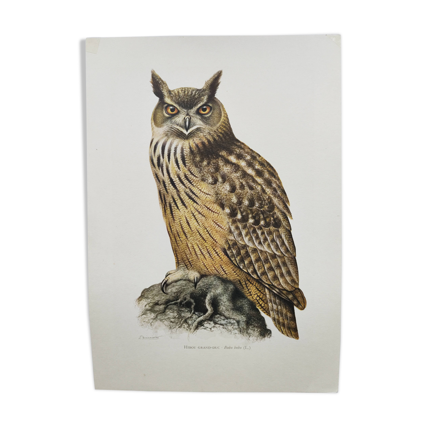 Old bird board 1960s - Eagle Owl - Natural history illustration