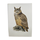 Old bird board 1960s - Eagle Owl - Natural history illustration