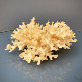 Ancient coral