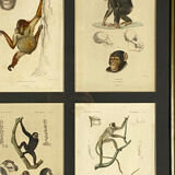 Set of 3 framed panels with 12 engravings from "Le Règne Animal" Georges
