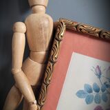 Litho Rose Eglantier