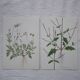 Lot de 2 planches botaniques cicutaire et verveine