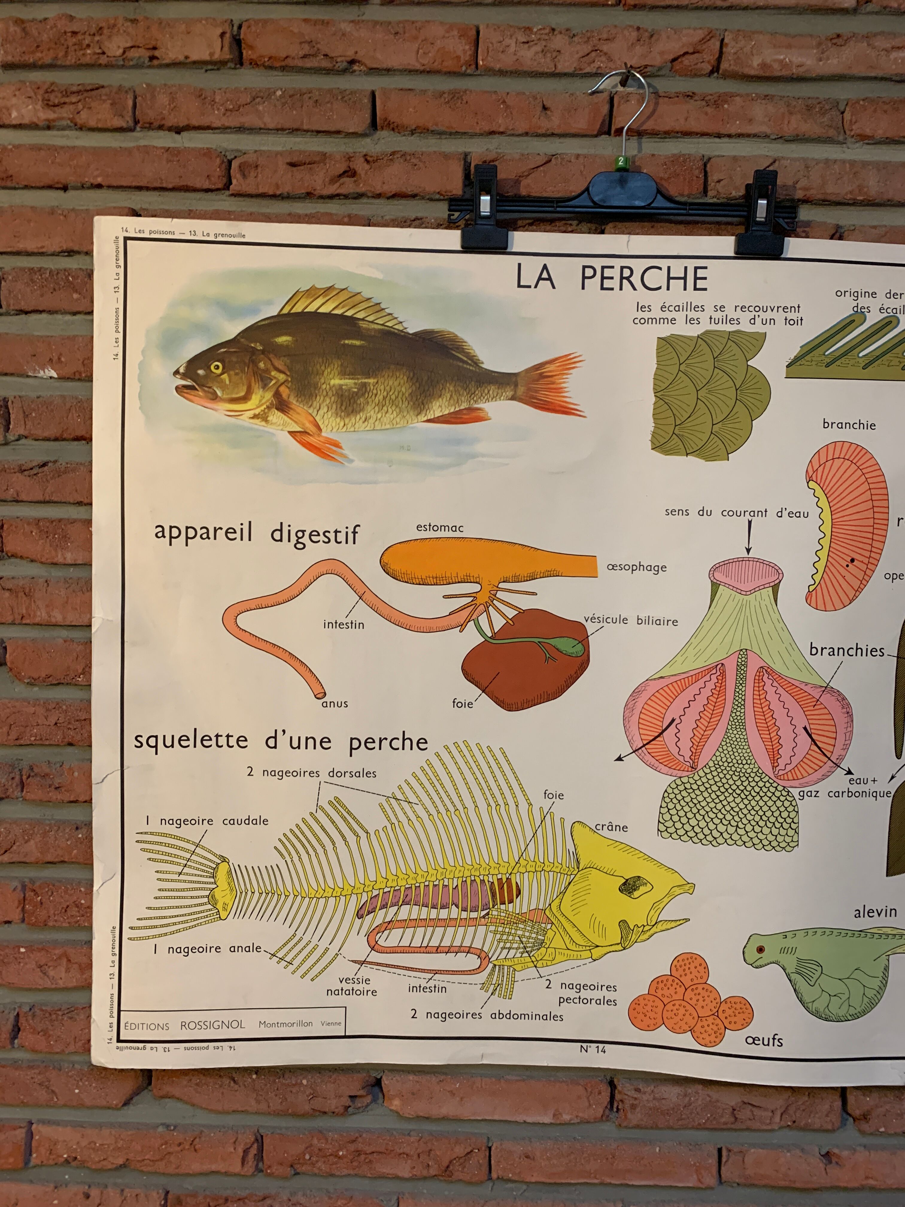 Poster The Frog and The Perch