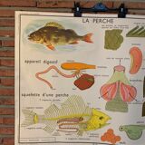Poster The Frog and The Perch