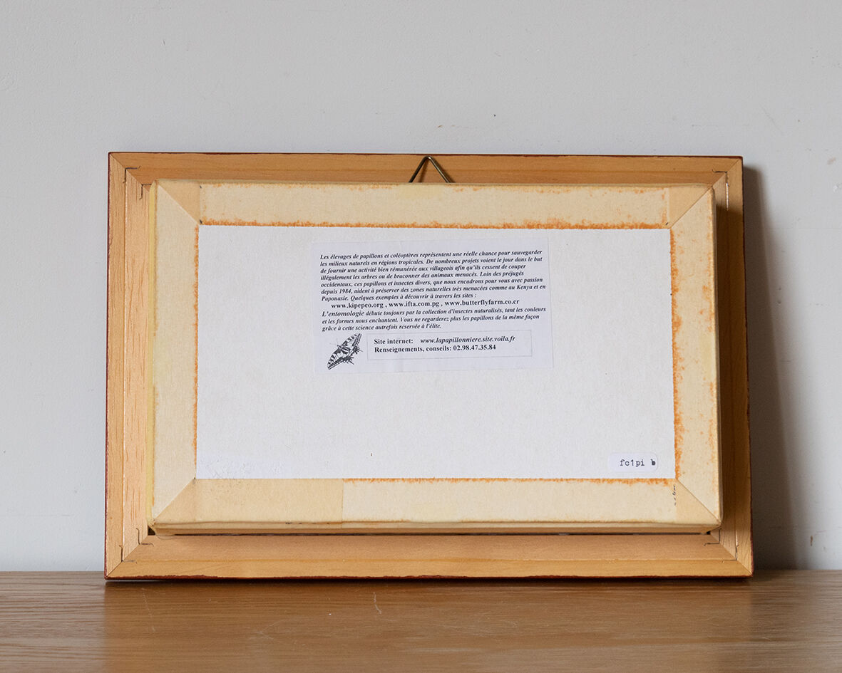 Naturalized insect frame