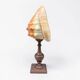 Red helmet shell conch on turned wooden base 19th century